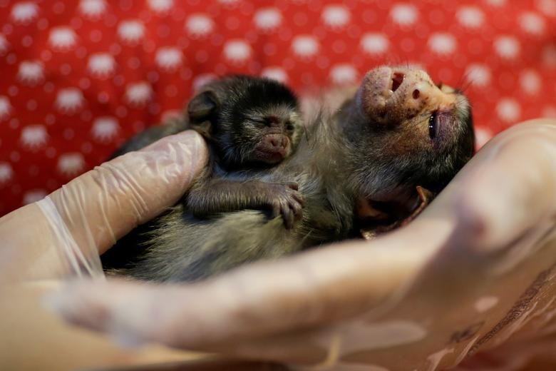 Veterinarian Carine Hanna takes care of Xita, a Rondon's marmoset, who was rescued by the state environmental police after giving birth, at the Clinidog veterinary clinic, in Porto Velho, Rondonia State, Brazil. REUTERS/Ueslei Marcelino  